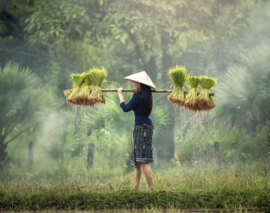 Vietnamska kultura – Sijaj in barve Vzhodne Azije