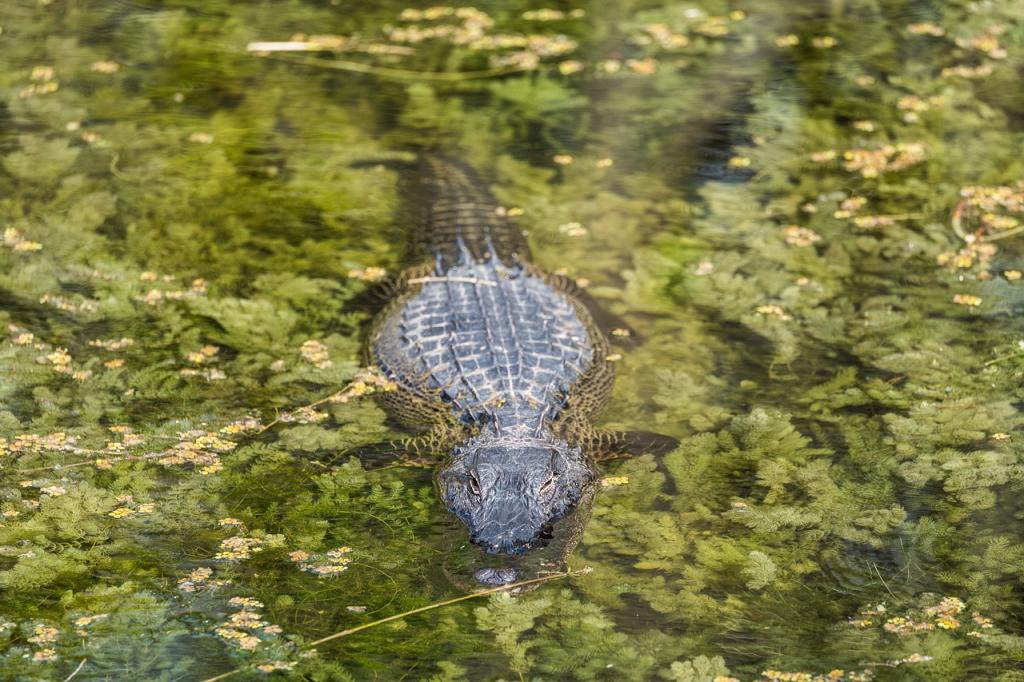 Everglades- aligator