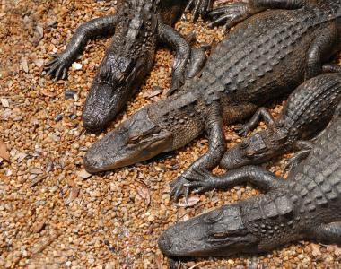 Odkrivanje parka Everglades na Floridi je nepozabna izkušnja