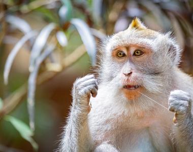 Mesto Ubud ter sveti opičji gozd boste preprosto želeli obiskati