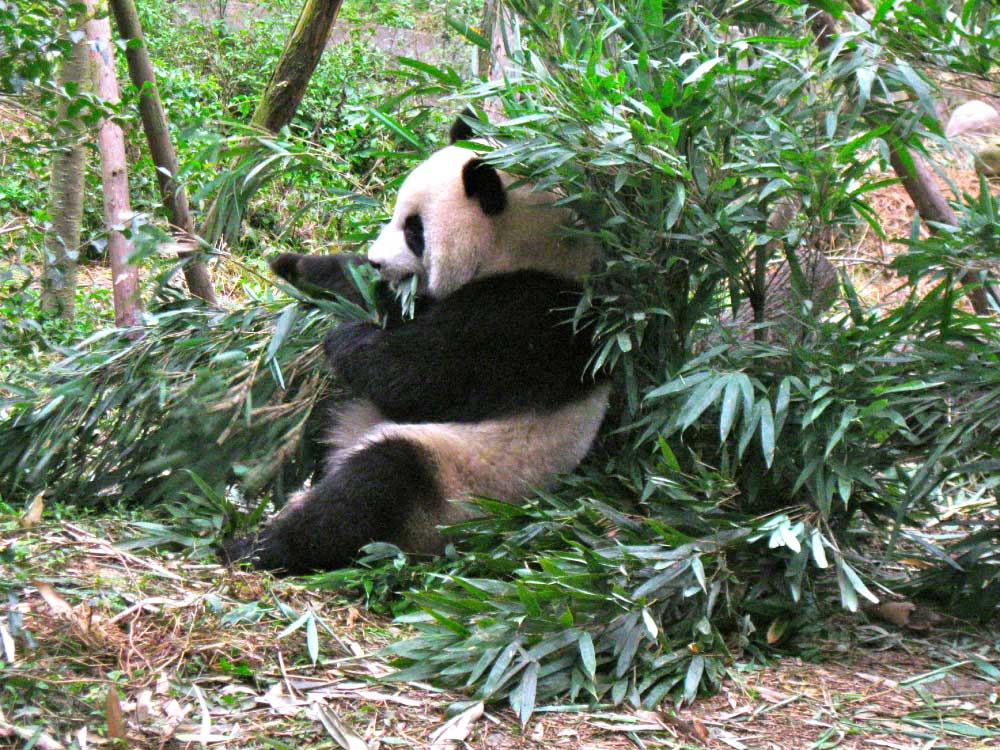 kitajska-mesta-panda