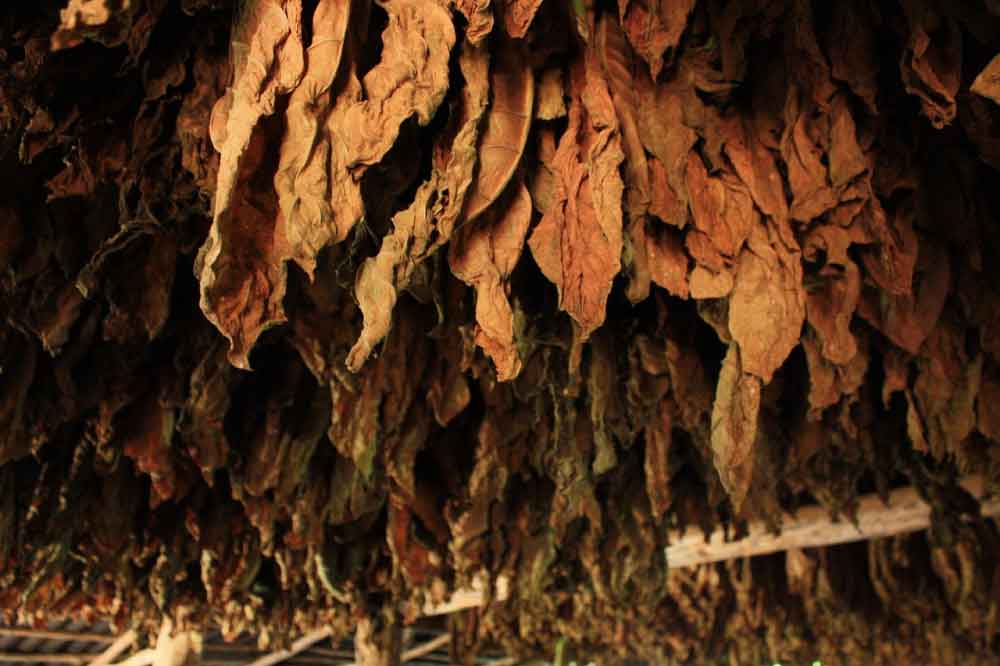 Dolina-Viñales-tobak