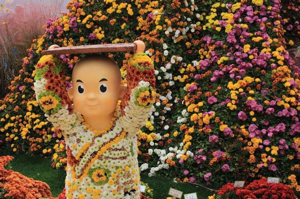 Festivali-Južne-Koreje-krizanteme