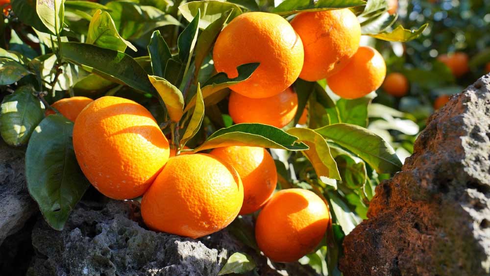 otok-džedžu-mandarine