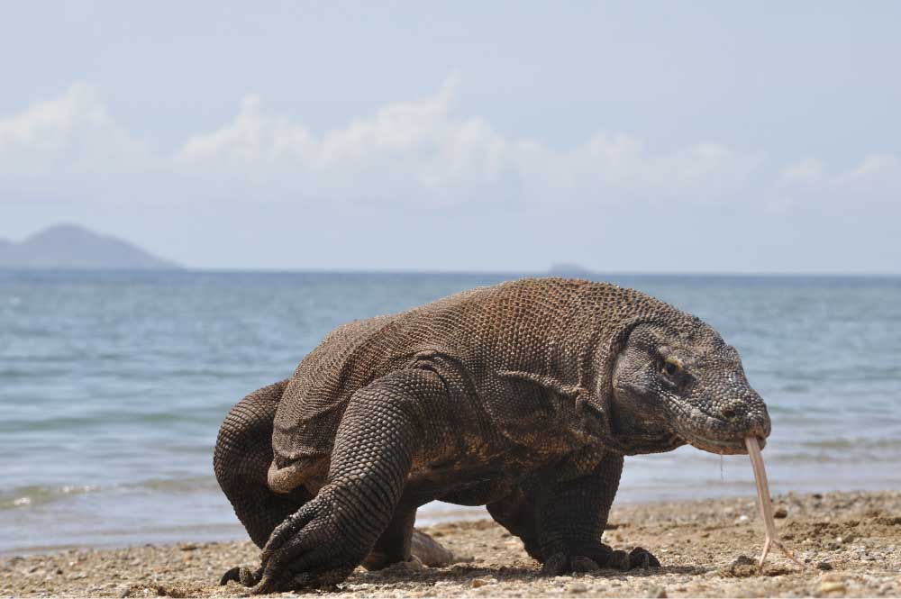 indonezijski-otoki-komodo